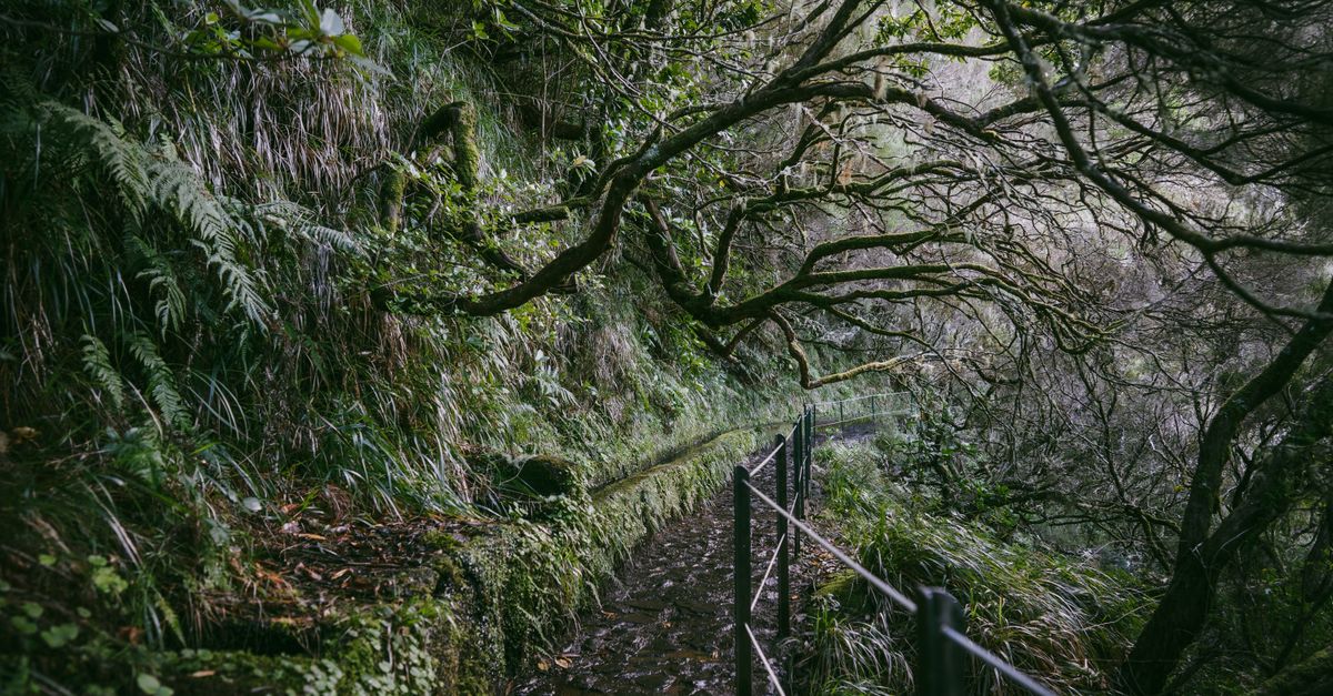 Levada-Wanderung Madeira: Tagesausflug ab Funchal